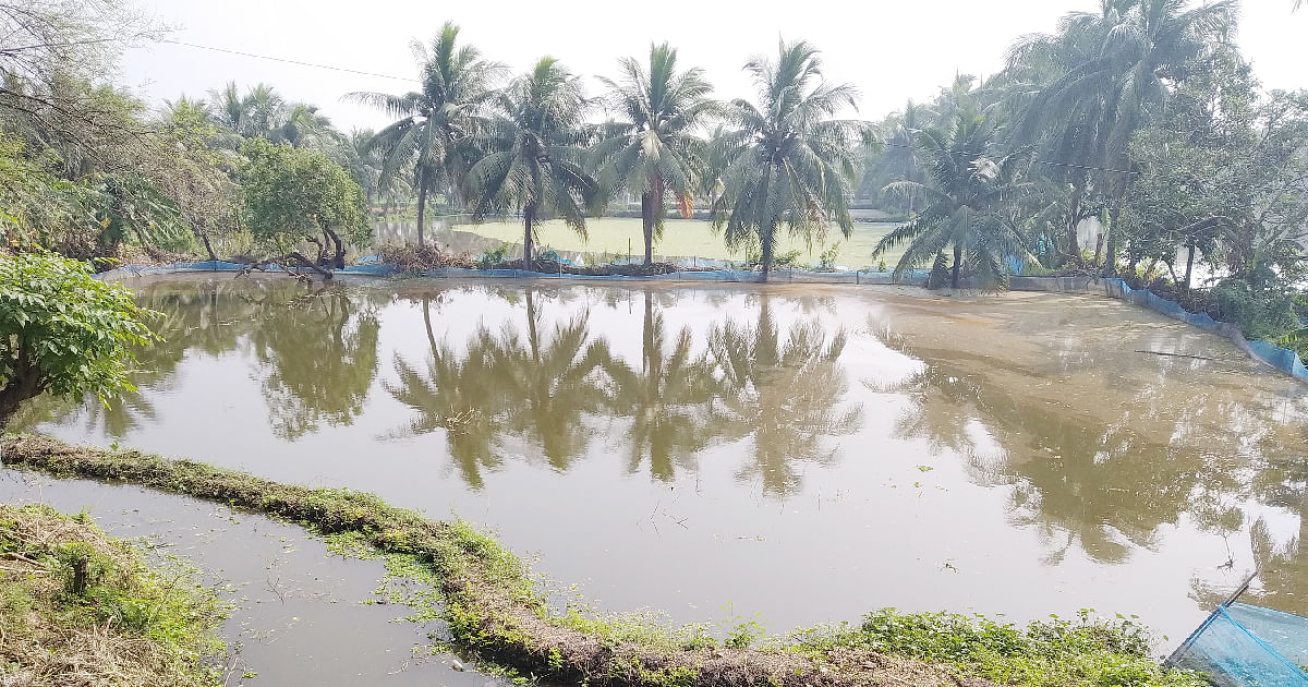 A shrimp farm in the coastal district of Bagerhat. Barely one and a half months ago, shrimp worth Tk 250 million died in the district due to oxygen shortage following heavy rain. Photo: UNB