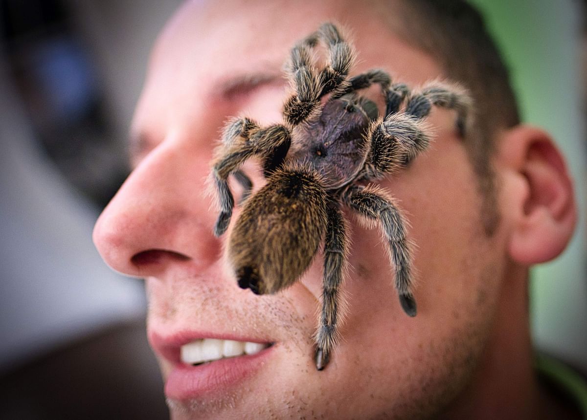 A Chilean rose tarantula (Grammostola rosea) rests on the face of a visitor at a giant spiders and insects exhibition in Hanover, northern Germany, on 23 November 2019. Photo: AFP