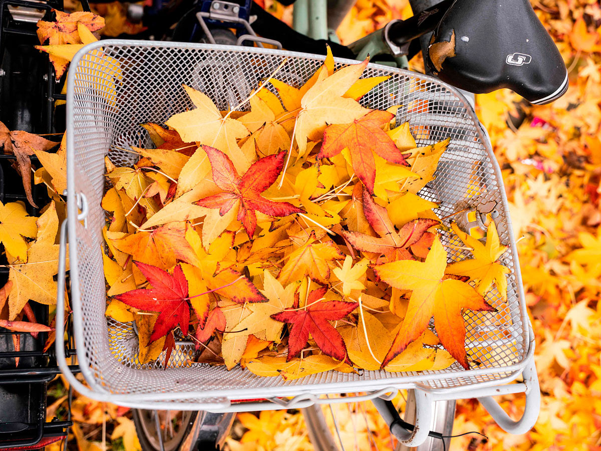 Autumn leaves lay in a bike basket on 21 November 2019 in Frankfurt am Main, western Germany. Photo: AFP