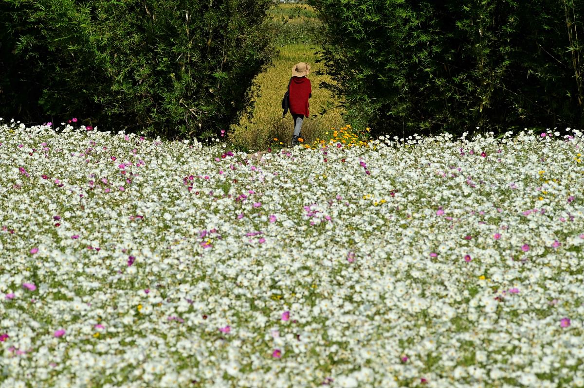 A woman walks in a flower field in Pingchang District in Taoyuan, northern Taiwan on 26 November 2019. Photo: AFP