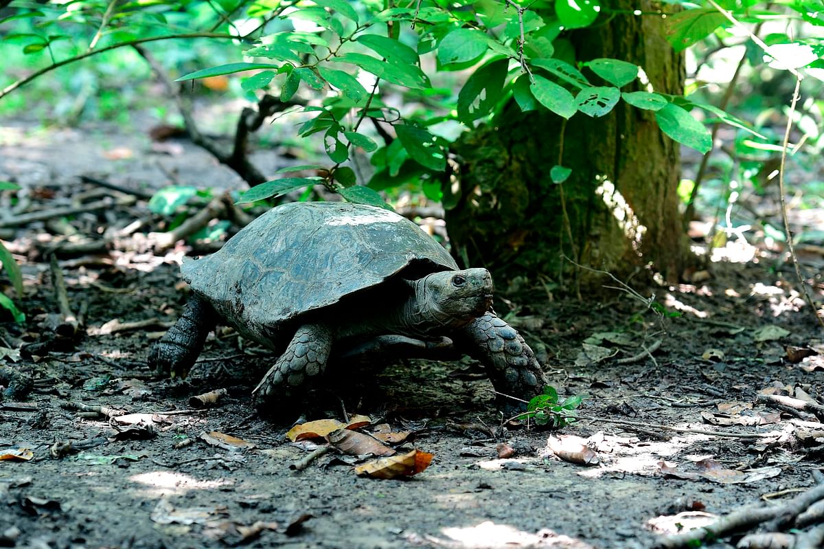 In this picture taken on 12 October 2019, an Asian giant tortoise walks at the Turtle Conservation Centre at a forest reserve in Rajendrapur, some 40 kilometres (25 miles) north of capital Dhaka. Photo: AFP