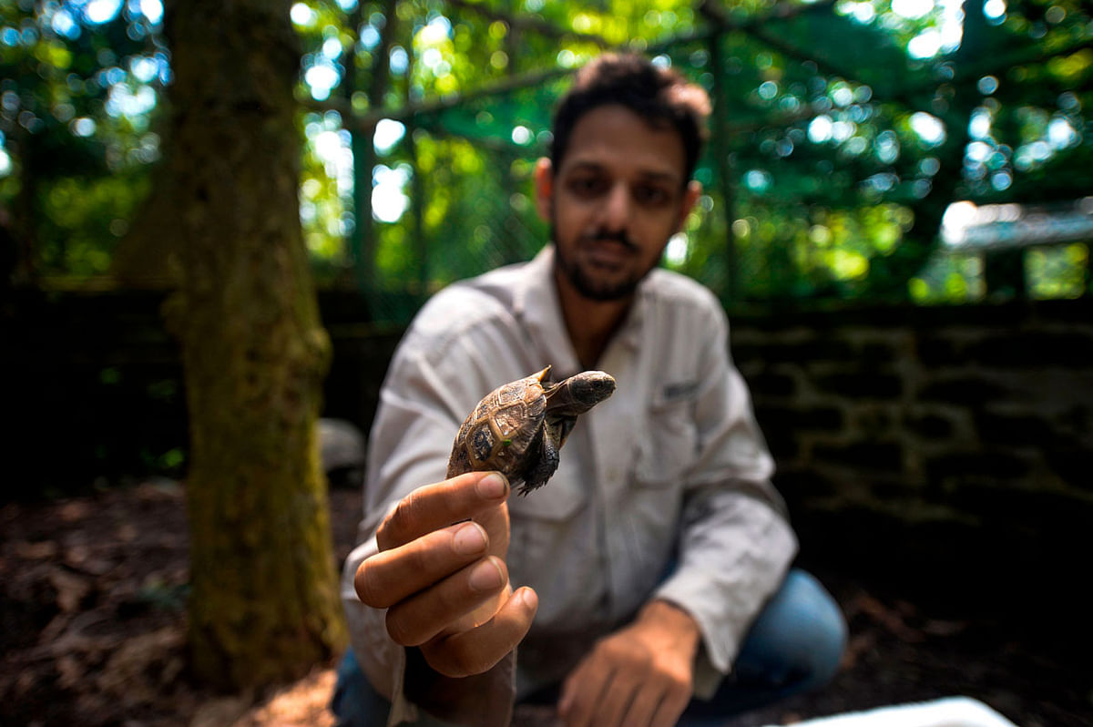 In this picture taken on 12 October 2019, conservationist Shahriar Caesar Rahman shows an Asian giant baby tortoise at the Turtle Conservation Centre at a forest reserve in Rajendrapur, some 40 kilometres (25 miles) north of capital Dhaka. Photo: AFP