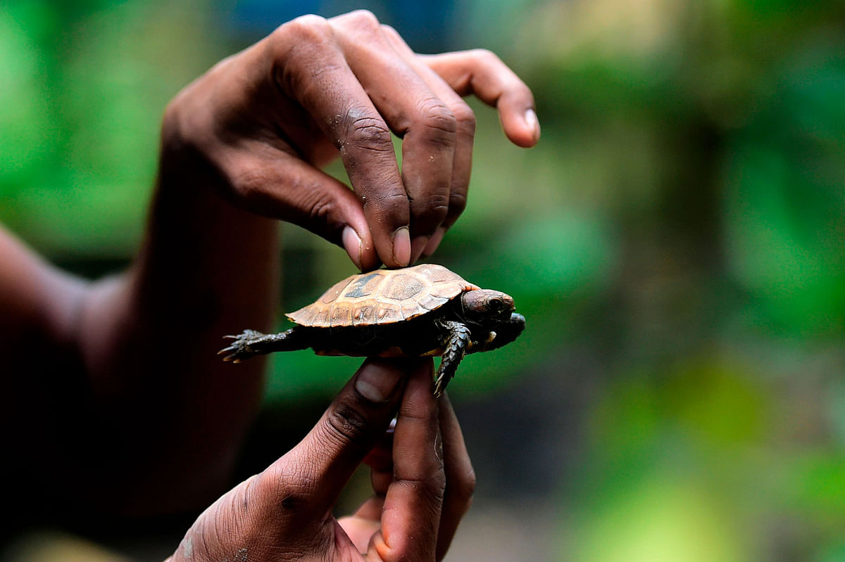 In this picture taken on 12 October 2019, a worker holds a baby of an Asian giant tortoise at the Turtle Conservation Centre at a forest reserve in Rajendrapur, some 40 kilometres (25 miles) north of capital Dhaka. Photo: AFP