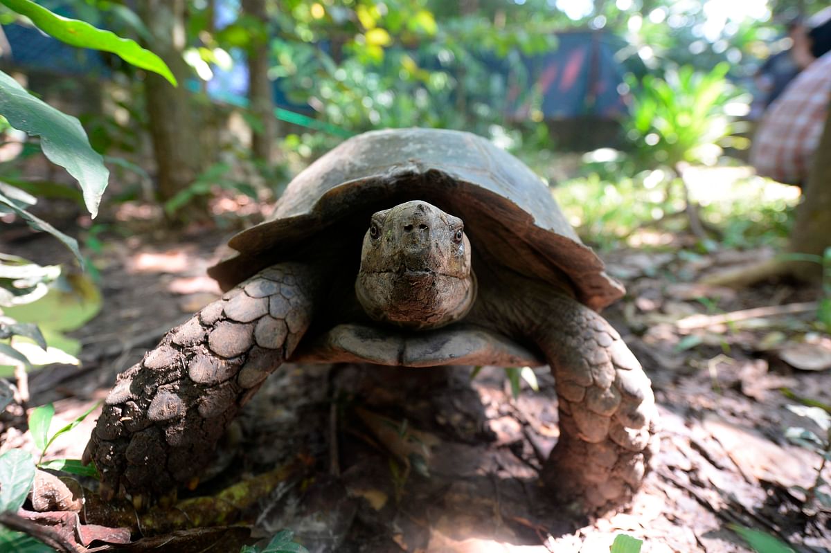 In this picture taken on 12 October 2019, an Asian giant tortoise is pictured at the Turtle Conservation Centre at a forest reserve in Rajendrapur, some 40 kilometres (25 miles) north of capital Dhaka. Photo: AFP