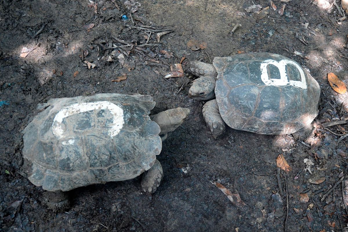 In this picture taken on 12 October 2019, Asian giant tortoises are pictured at the Turtle Conservation Centre at a forest reserve in Rajendrapur, some 40 kilometres (25 miles) north of capital Dhaka. The newly hatched tortoises take their first steps in a small box, their feet barely visible under bony shells. Photo: AFP