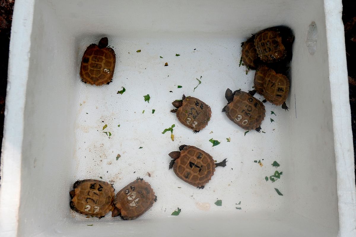 In this picture taken on 12 October 2019, Asian giant babies tortoise are pictured at the Turtle Conservation Centre at a forest reserve in Rajendrapur, some 40 kilometres (25 miles) north of capital Dhaka. The newly hatched tortoises take their first steps in a small box, their feet barely visible under bony shells. Photo: AFP