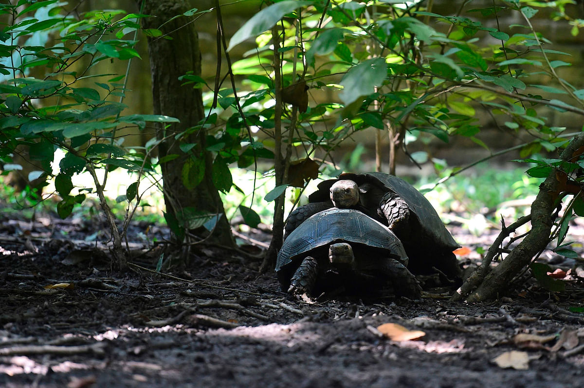 In this picture taken on 12 October 2019, two Asian giant tortoises mate at the Turtle Conservation Centre at a forest reserve in Rajendrapur, some 40 kilometres (25 miles) north of capital Dhaka. Photo: AFP