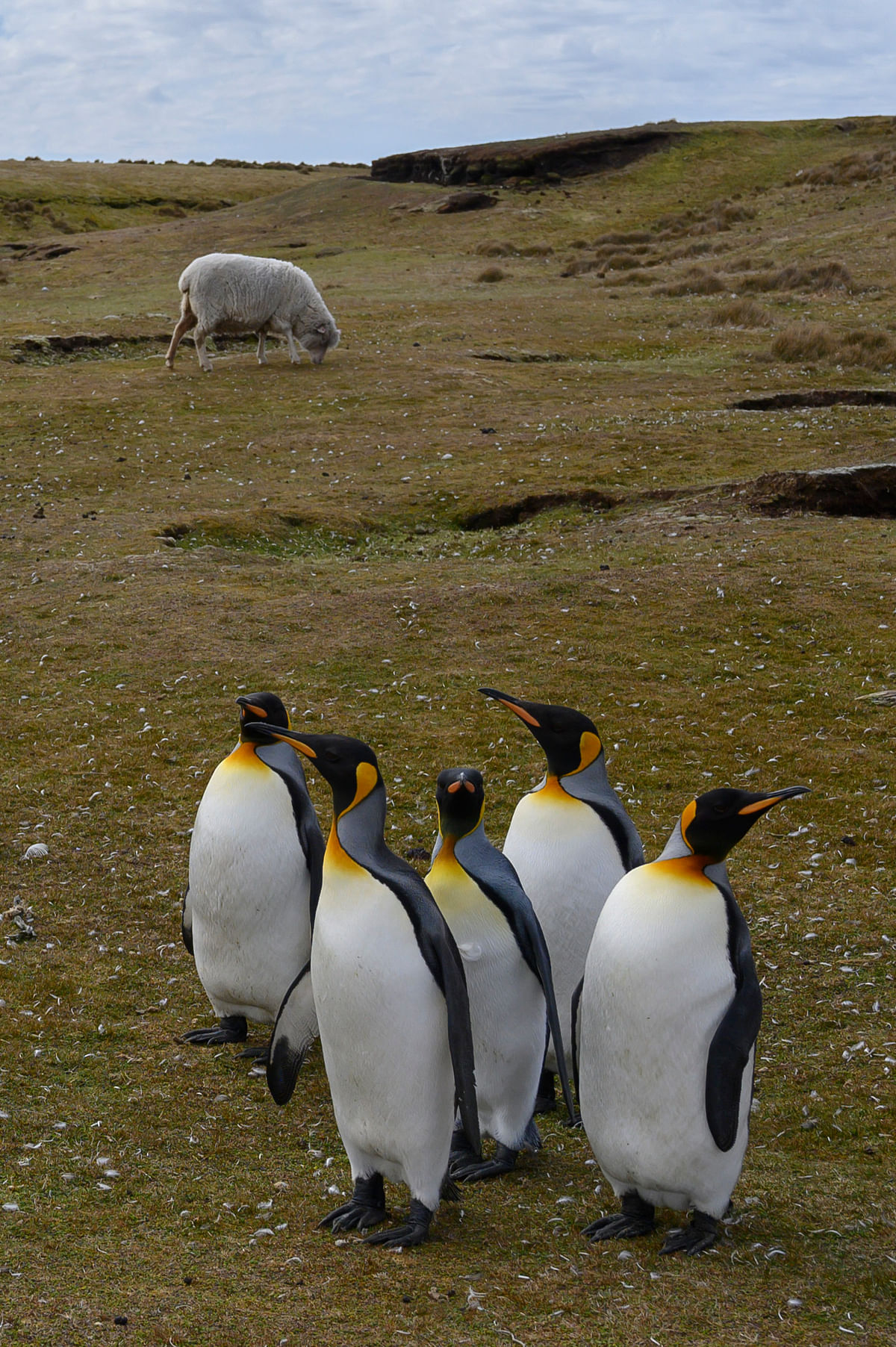 King penguins and a sheep are seen at Volunteer Point, north of Stanley in the Falkland Islands (Malvinas), a British Overseas Territory in the South Atlantic Ocean, on 6 October 2019. Photo: AFP