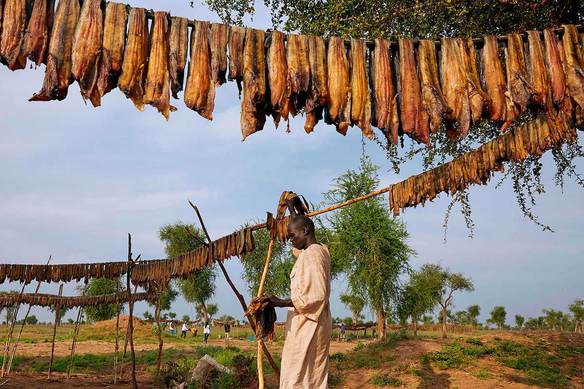 A man hangs out fish to dry next to a stream formed as a result of intense flooding in Maban, South Sudan on 26 November 2019. Photo: AFP