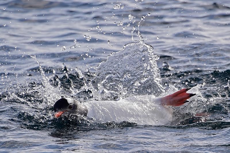 A Gentoo penguin (Pygoscelis Papua) swims on Half Moon island, Antarctica on 9 November 2019. Photo: AFP