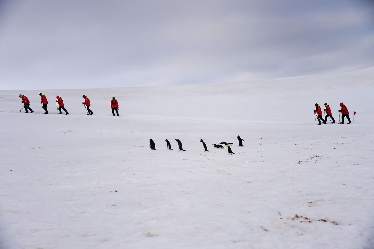 Tourists and Barbijo penguins (Pygoscelis antarcticus) are seen on Half Moon island, Antarctica on 9 November 2019. Photo: AFP