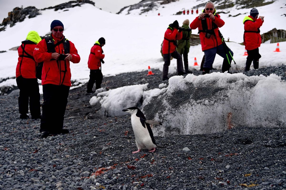 Tourists take a picture of a Barbijo penguin (Pygoscelis antarcticus) on Half Moon island, Antarctica on 9 November 2019. Photo: AFP