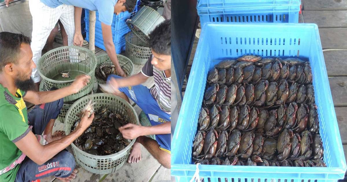 Farmers sort crabs for export at Dighraj wholesale market in Mongla. Photo: UNB