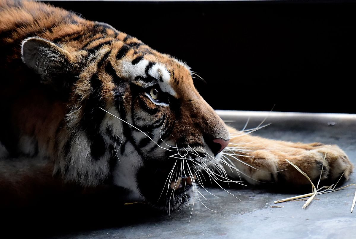 A tiger that narrowly survived a gruelling journey across Europe is pictured in his temporary enclosure at the AAP (Animal Advocacy and Protection) animal refuge in Villena near Alicante, on 2 December 2019. Photo: AFP
