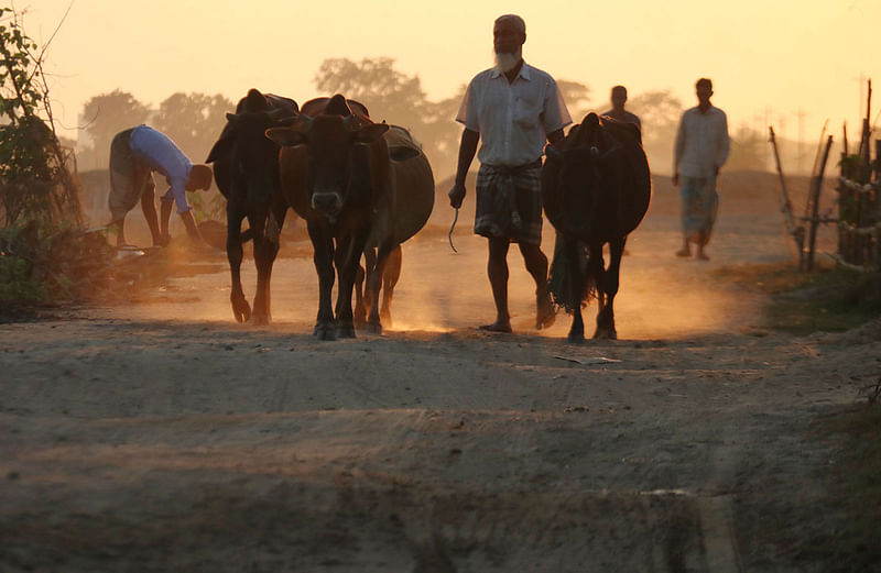 A man drives cattle during dusk at Nilgaon, Sylhet on 2 December 2019. Photo: Anis Mahmud