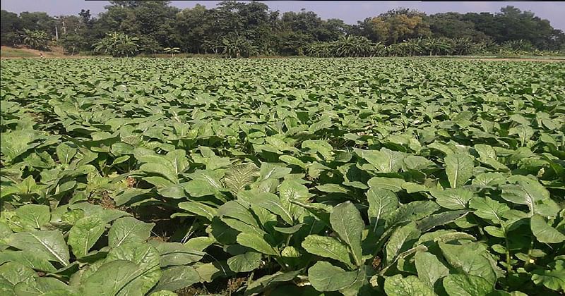 A vegetable field. Photo: UNB