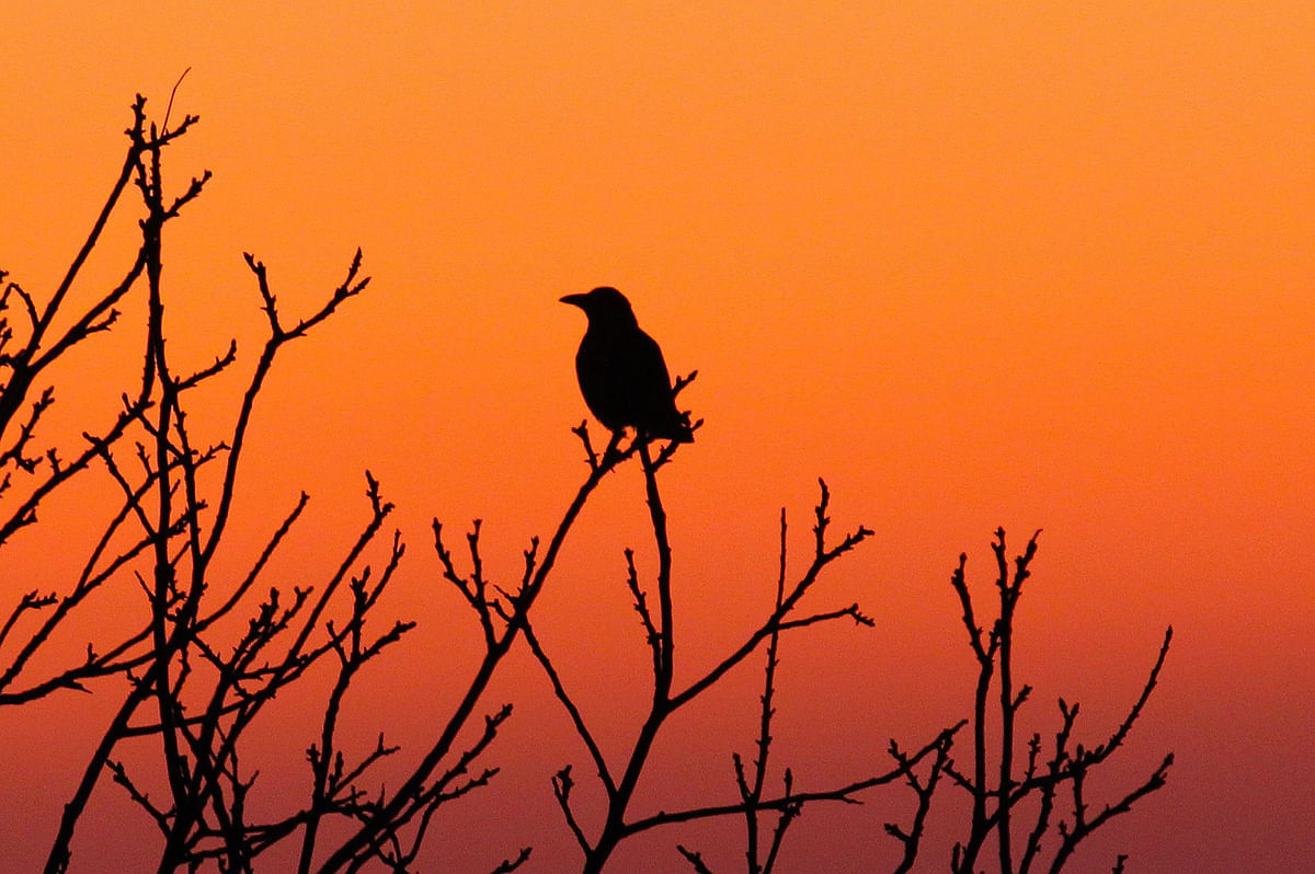 A crow is pictured sitting in the branches of a tree at sunrise in Gaiberg near Heidelberg, Germany on 4 December 2019. Photo: AFP