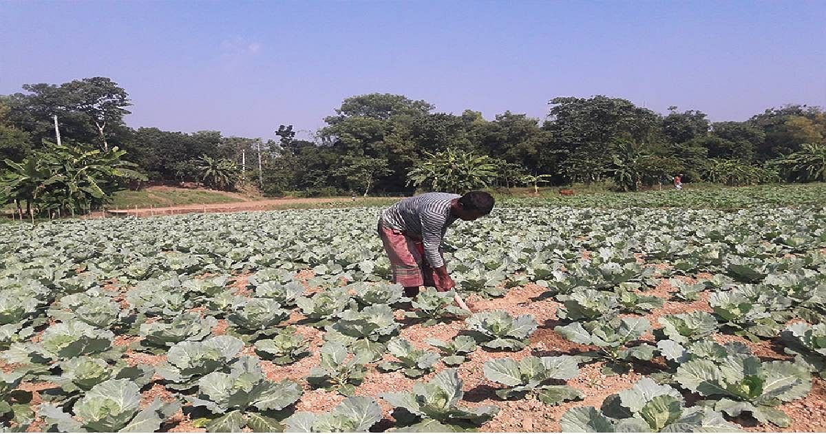 A farmer works in a cauliflower field. Photo: UNB