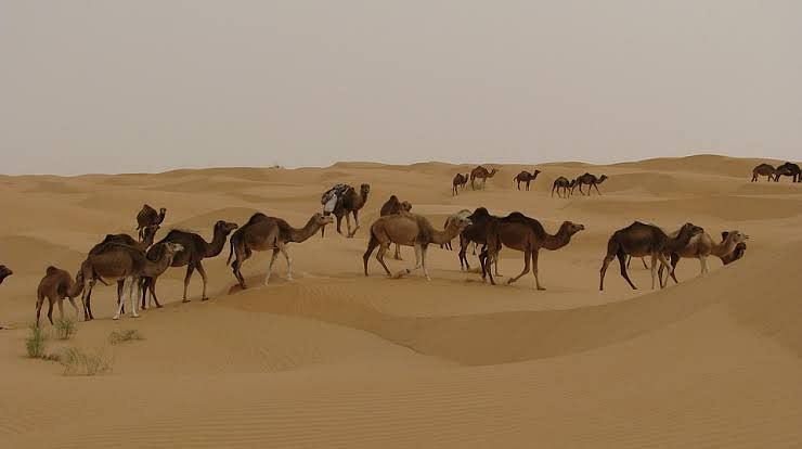 Camels in the desert. Photo: Pixabay