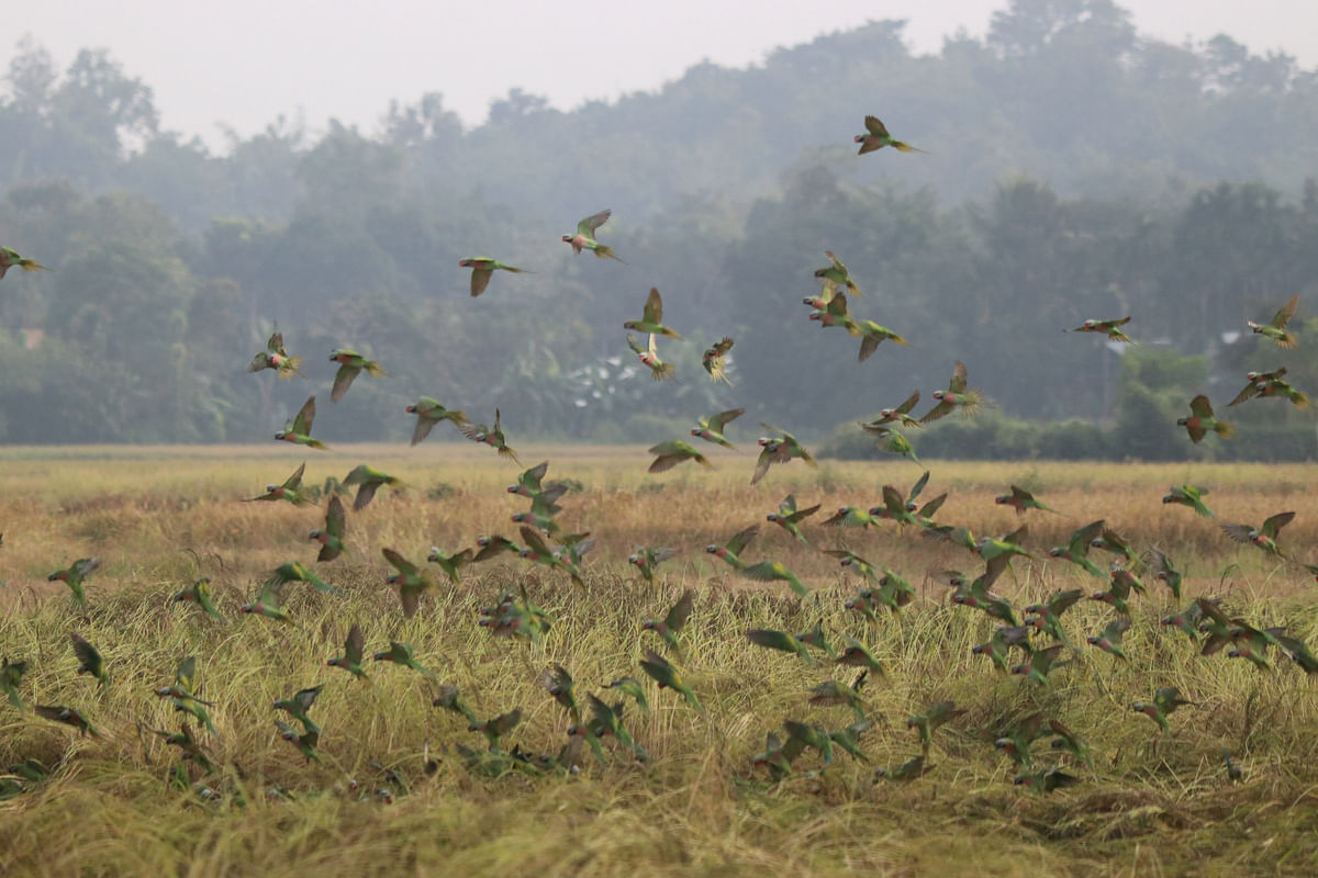 A flock of parrots flying over rice field in Khagrachhari district on 3 December 2019. Photo: Nerob Chowdhury