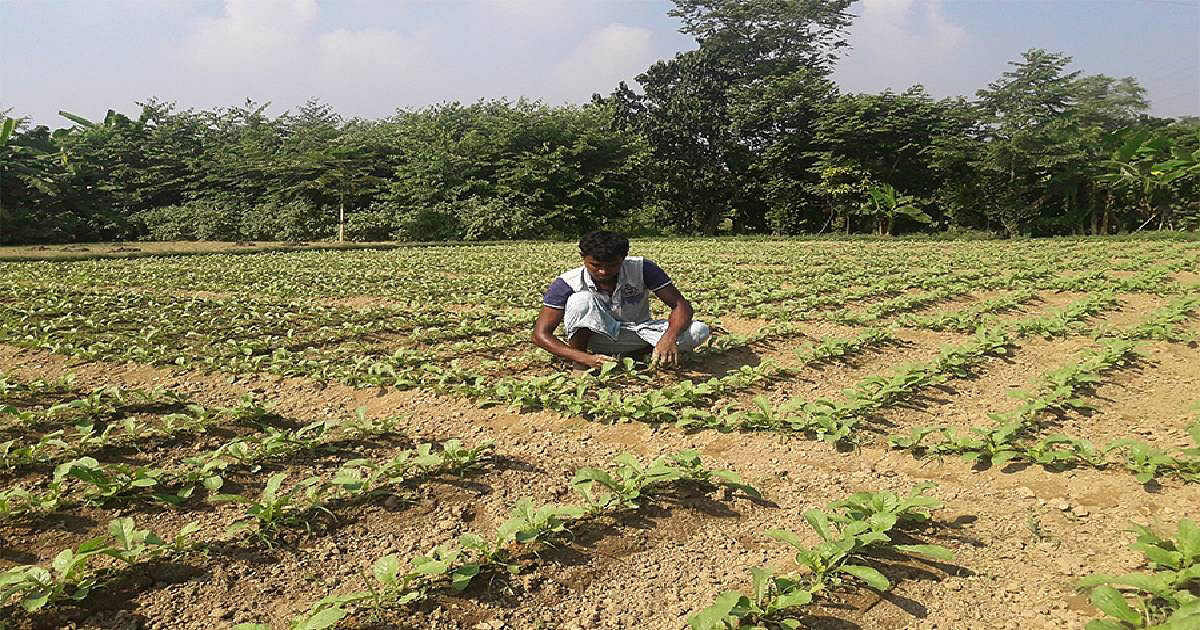 A farmer works in his vegetable field. Photo: UNB