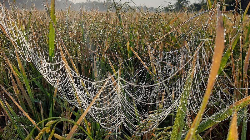 Spiders Use Webs As External Eardrums For Auditory Sensing | Prothom Alo