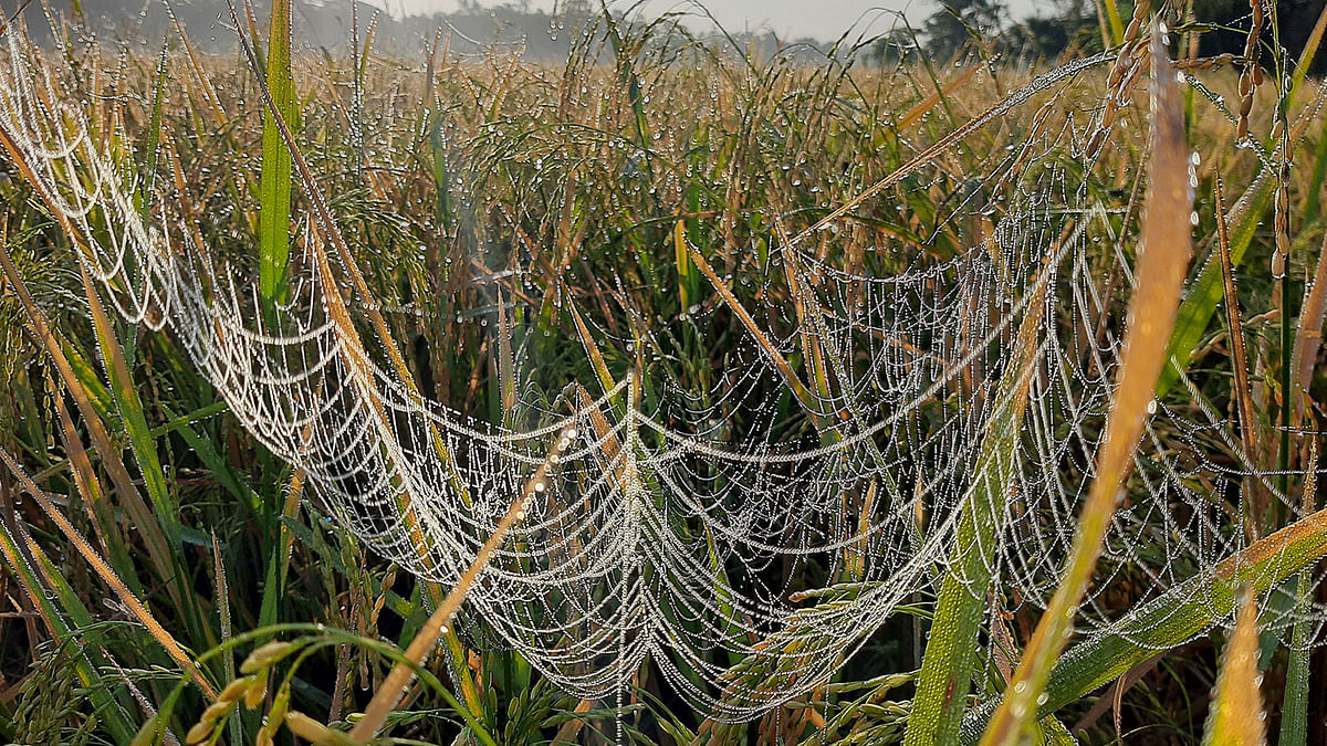 5A spider web garnered with dewdrops at Sadhur Bazar, Mirsarai in Chattogram on 7 December 2019. Photo: Iqbal Hossain