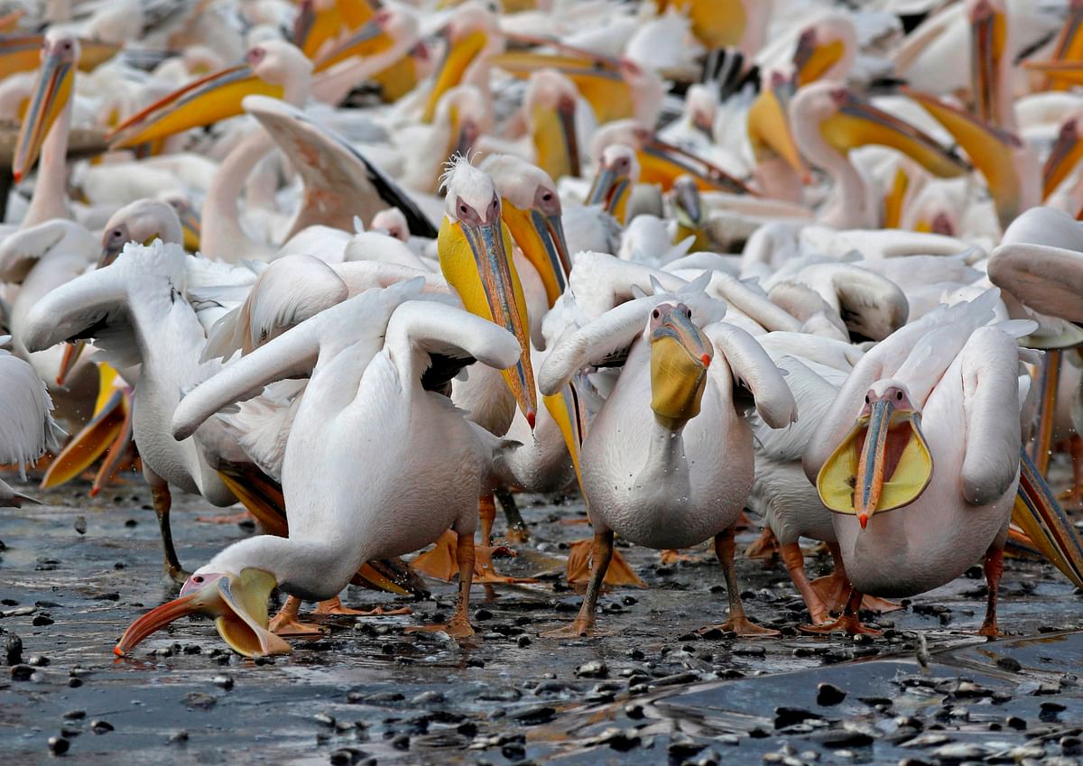 Great white pelicans eat fish provided by Israeli farmers at a water reservoir in the Emek Hefer valley north of the Israeli city of Tel Aviv on 15 November 2019. Photo: AFP
