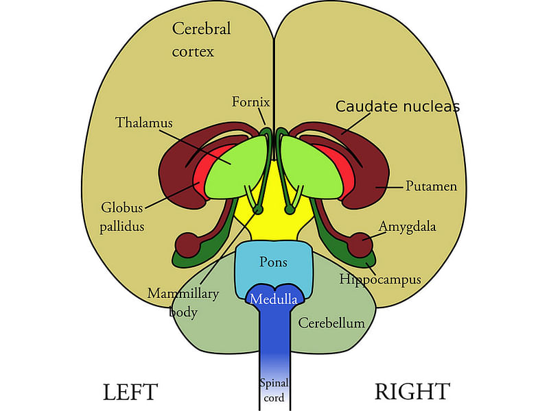 Brain image taken from Pixabay