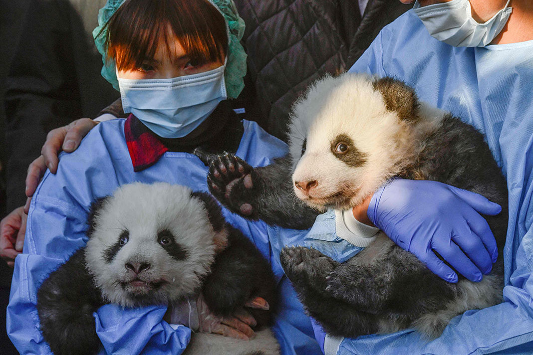 Two giant panda cubs `Meng Yuan` (L) and `Meng Xiang` are presented to the media after they were given their names at the Zoologischer Garten zoo in Berlin on 9 December 2019. Photo: AFP