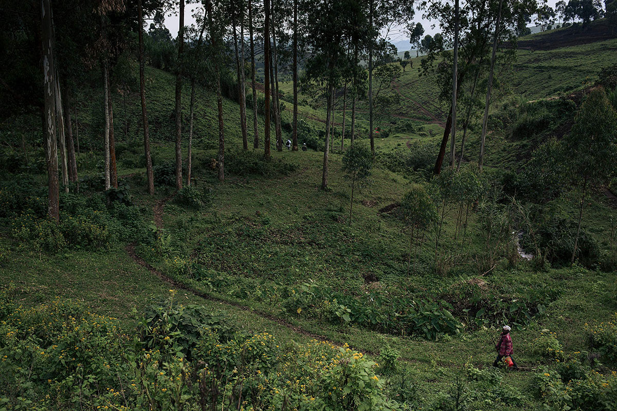A man walks in a eucalyptus plantation of the WWF (World Wildlife Fund) Ecomakala project to reduce illegal charcoal production, in Masisi territory, northeastern Democratic Republic of Congo, on 28 September 2019. Photo: AFP
