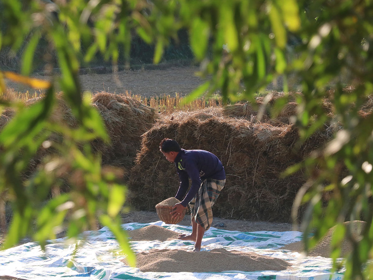 A man stores rice in a barn after drying it in the sun in Umairgaon, Sylhet on 11 December 2019. Photo: Anis Mahmud