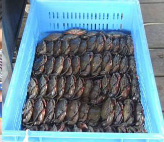 A representational image. Crabs are seen in a plastic crate. UNB file photo