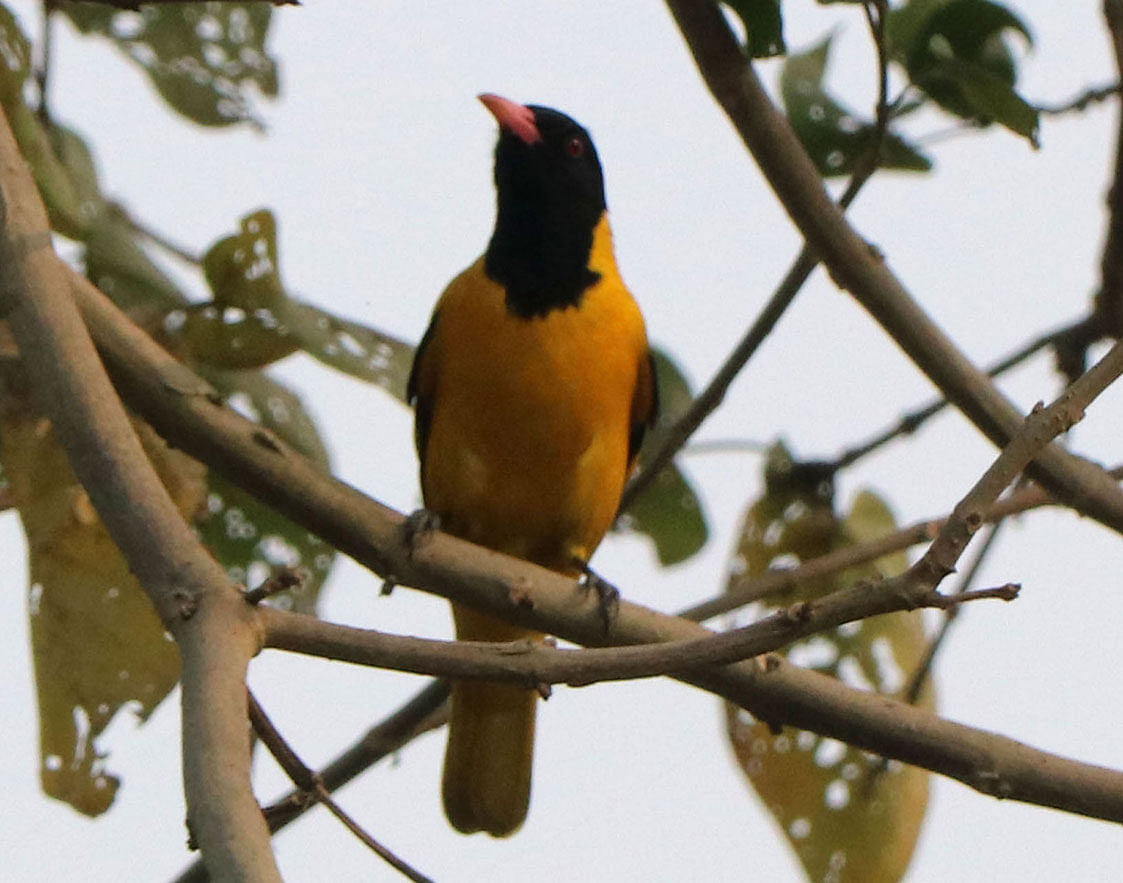 A black-hooded oriole perched on a branch at Jalshuka, Shajahanpur in Bogura on 14 December 2019. Photo: Soel Rana