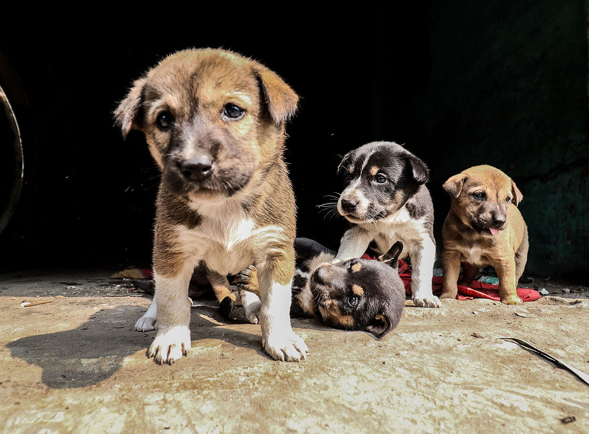 Puppies in the sun in the winter morning in Khulna on 15 December 2019. Photo: Saddam Hossain