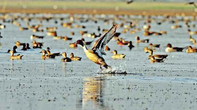 Migratory birds at a bil in Bangladesh. Prothom Alo File Photo