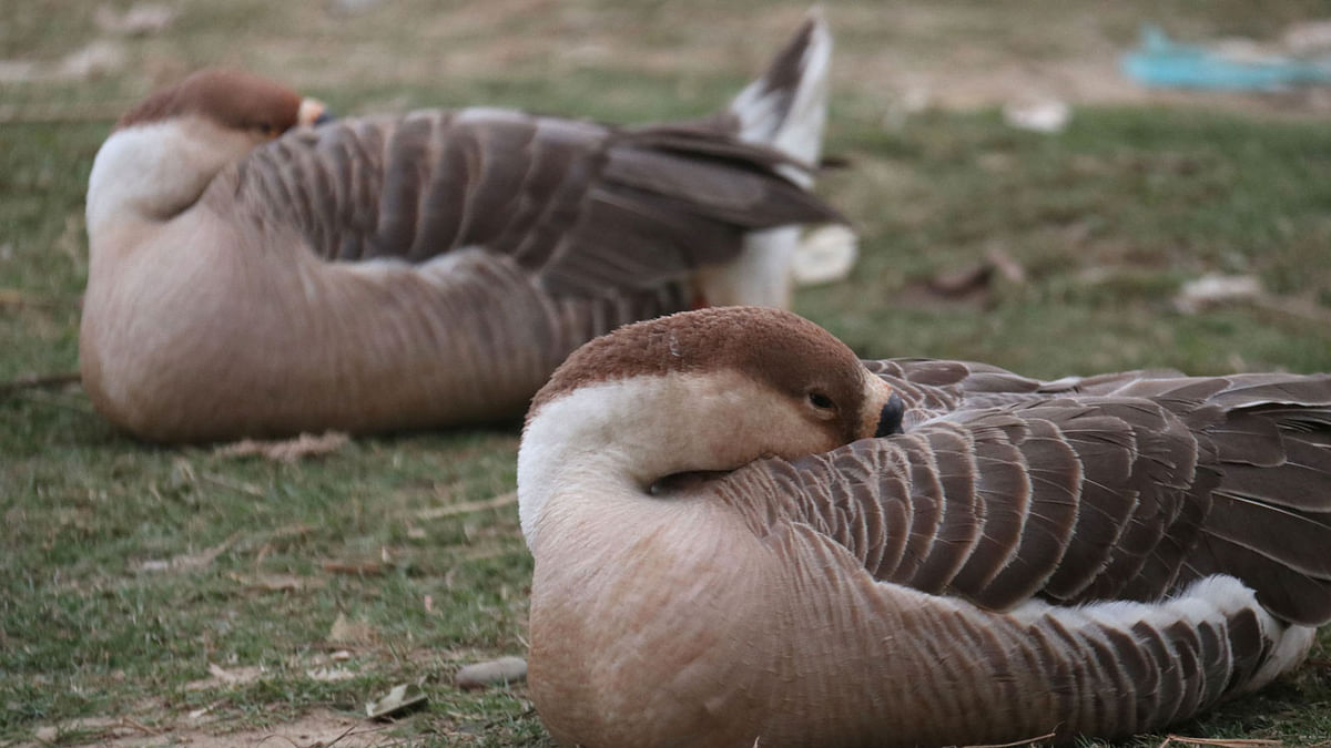 Goose hide their beaks in feather to warm them in Baorkandi area, Sylhet Sadar on 19 December. Photo: Anis Mahmud