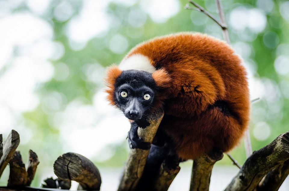 Red ruffed lemur. Photo: Pixabay