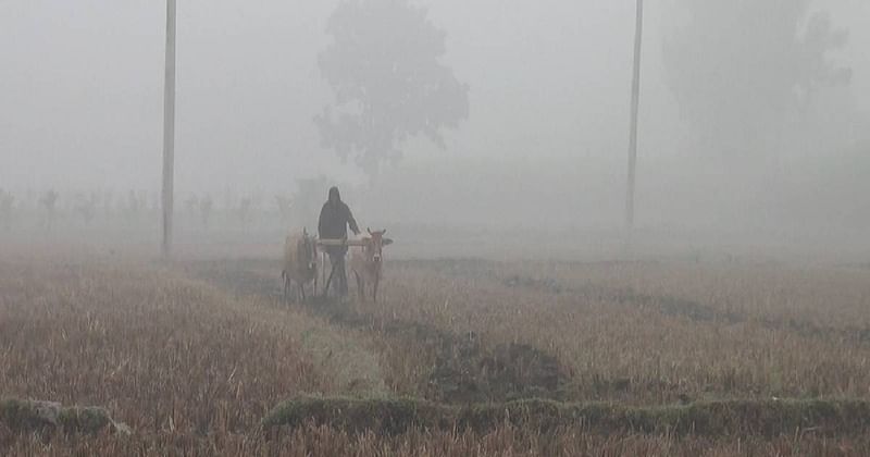 A man ploughs his land in Tentulia, Panchagarh amid extreme cold. Photo: UNB