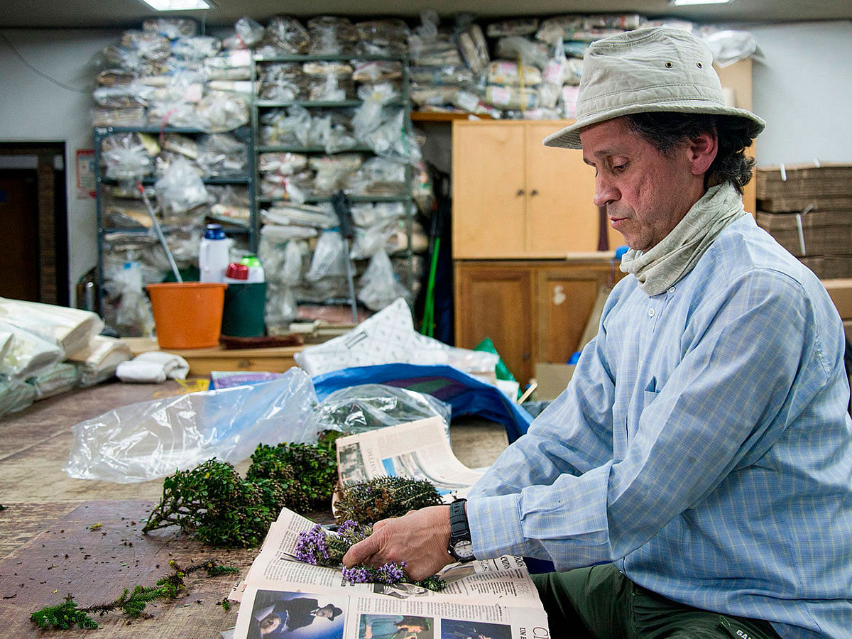 In this file photo taken on 1 October 2019 Colombian botanist Julio Betancur works in Bogota. Photo: AFP
