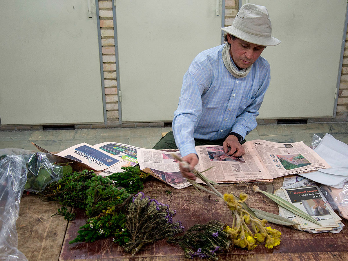 In this file photo taken on 1 October 2019 Colombian botanist Julio Betancur works in Bogota. For three decades, Betancur has travelled across the country collecting plants, in a crusade to protect thousands of species from deforestation. Photo: AFP