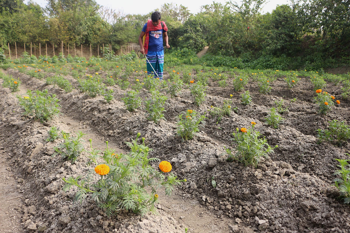 A flower grower spreads insecticides on marigold flower plants in Narayanganj`s Dighaldi on 29 December, 2019. Photo: Dinar Mahmud