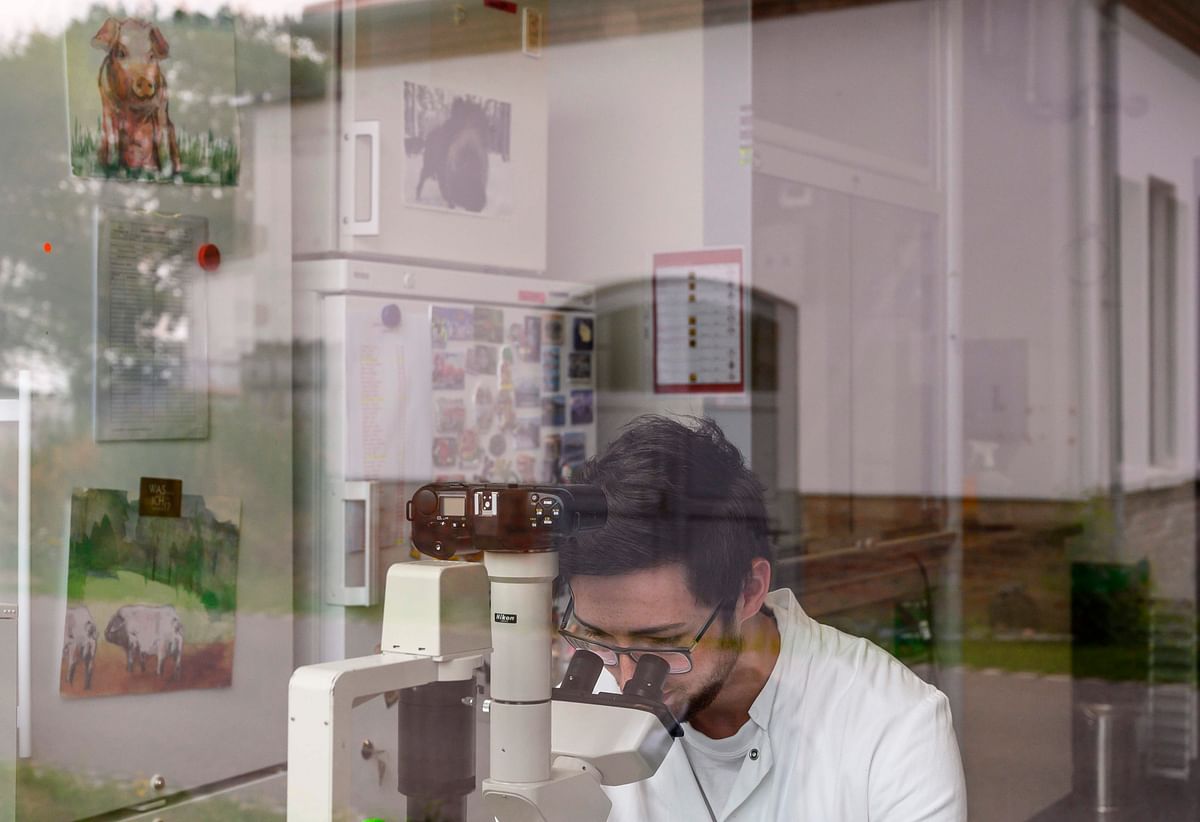 In this file photo taken on 7 August 2019 a researcher looks into a microscope in the laboratory responsible for research on African Swine Fever at the Friedrich Loeffler Institute (FLI), the Federal Research Institute for Animal Health, on the island of Riems near Greifswald, northeastern Germany. Photo: AFP