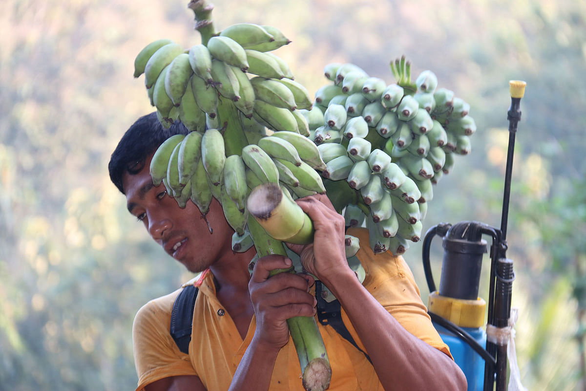 A farmer returns home with a bunch of bananas in Khagrachhari`s Tripurapara on 29 December, 2019. Photo: Nerob Chowdhury