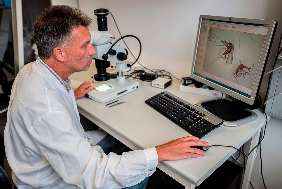 In this file photo taken on 7 August 2019 Specialist in mosquito-borne diseases Dr Helge Kampen displays a microscope view of a mosquito on a screen at the Friedrich Loeffler Institute (FLI), the Federal Research Institute for Animal Health, on the island of Riems, Greifswald, northern Germany. Photo: AFP