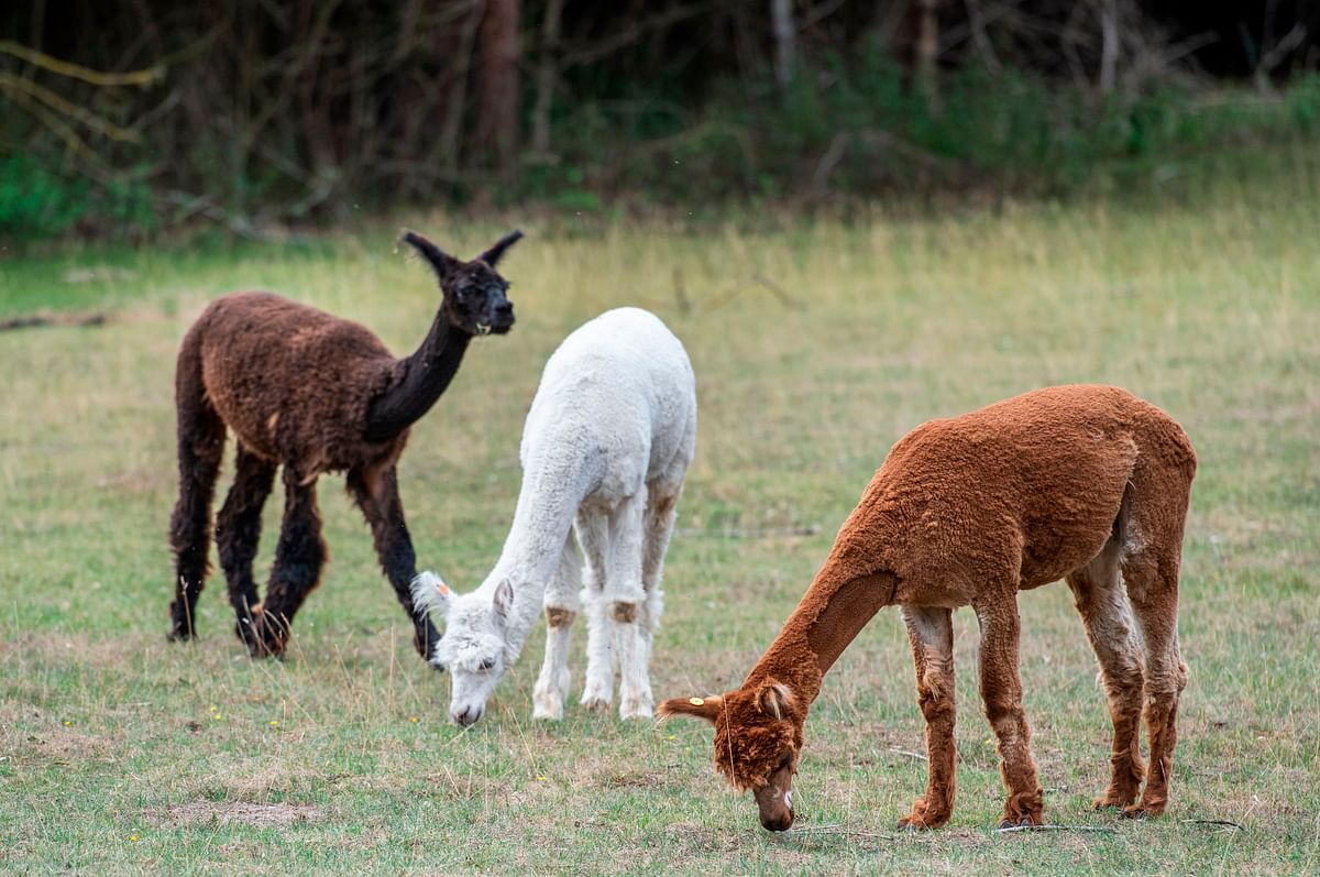 In this file photo taken on 7 August 2019 alpacas held for research purposes are seen in their enclosure at the Friedrich Loeffler Institute (FLI), the Federal Research Institute for Animal Health, on the island of Riems near Greifswald, northeastern Germany. Photo: AFP