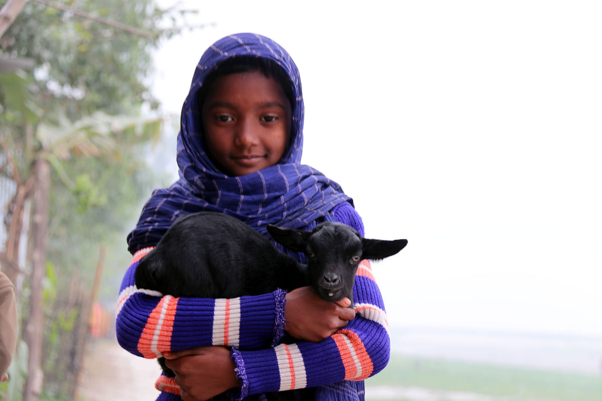 A child holds a kid goat in her lap during a cold day recently at Rangpur. Photo: Moinul Islam
