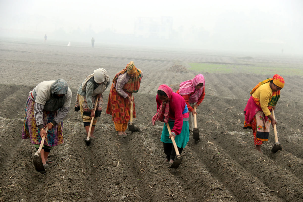 Workers prepare a potato bed during a cold morning recently at Daktarpara, Rangpur. Photo: Moinul Islam
