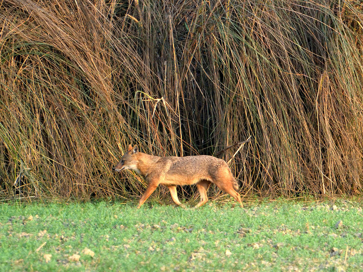 A fox along a field at Komorpur, Dogachhi in Pabna on 3 January. Photo: Hassan Mahmud