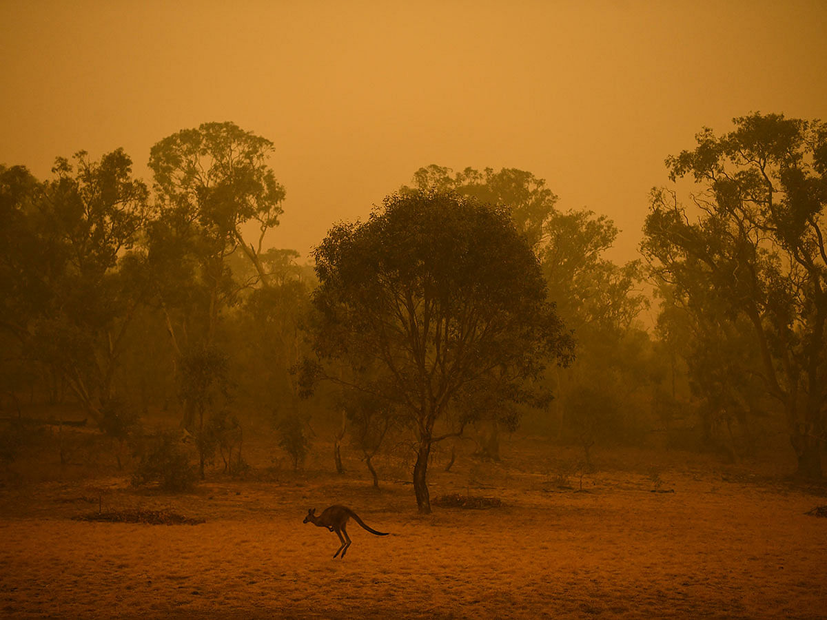 A kangaroo is seen in bushland surrounded by smoke haze early morning in Canberra, Australia, 5 January 2020. Photo: Reuters